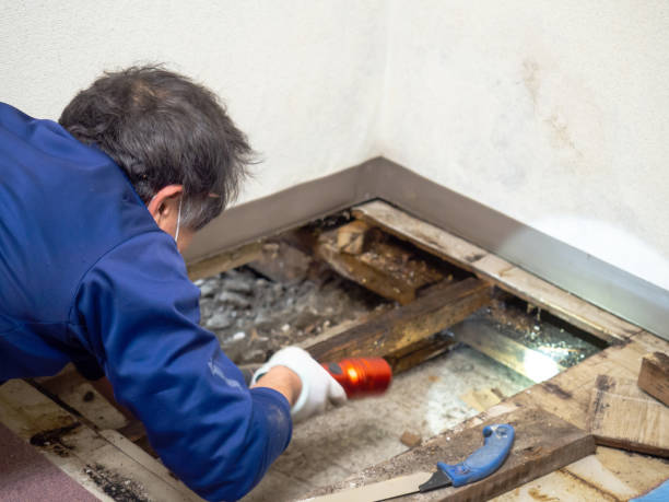 Best Attic Mold Remediation in North Beach, MD