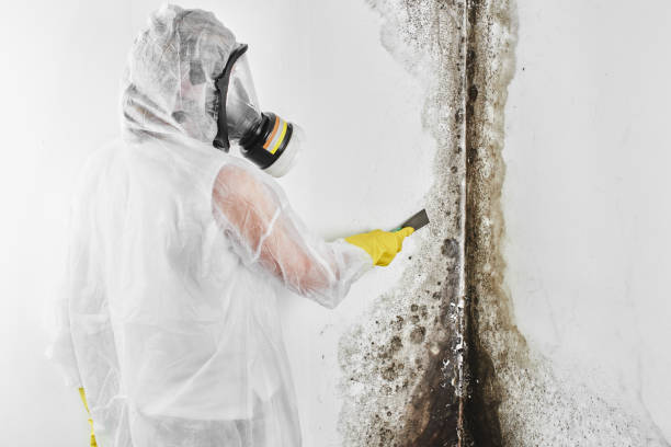 Best White Mold Remediation in North Beach, MD