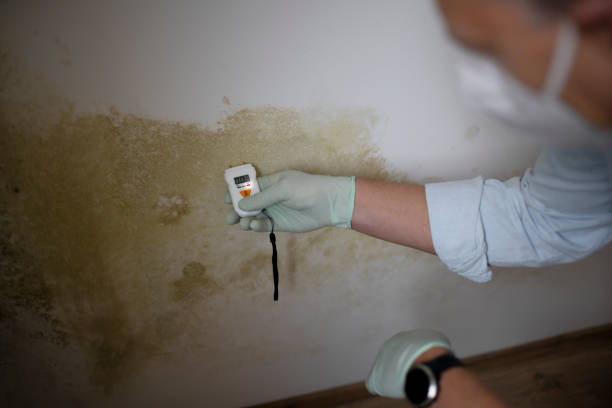 Best DIY Mold Remediation Support Services in North Beach, MD