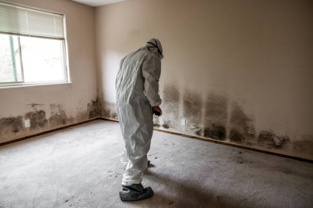 Best Mold Remediation for Specific Building Types in North Beach, MD